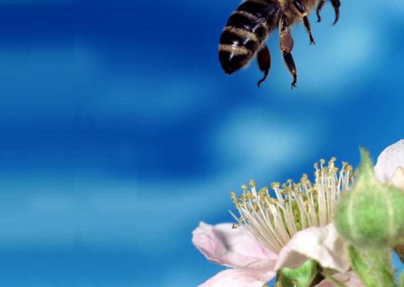 Kozmetička industrija u problemu zbog pčela