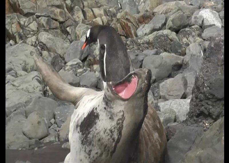Veseli pingvin nagazio na nezadovoljnog tuljana
