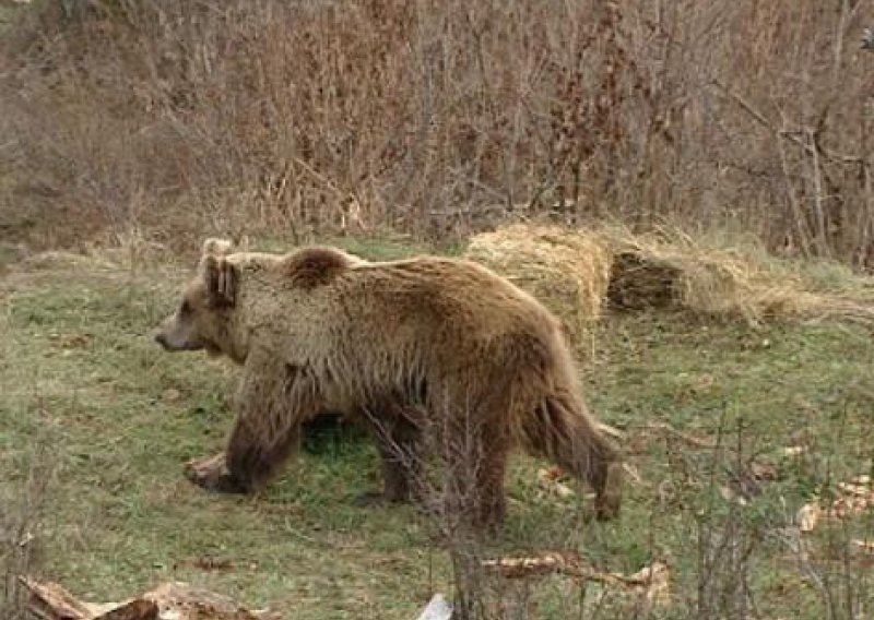 Norveški lovac na Velebitu ubio medvjeda kapitalca