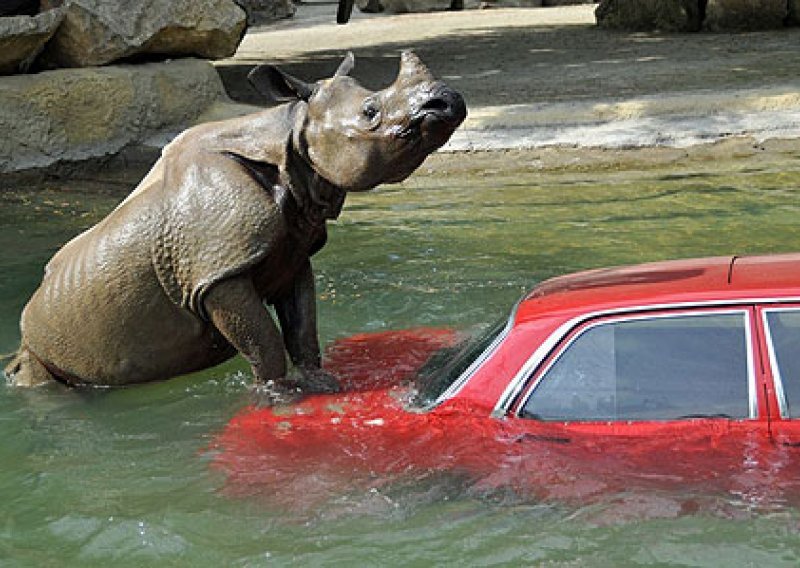Zbunjeni se nosorog zaljubio u automobil
