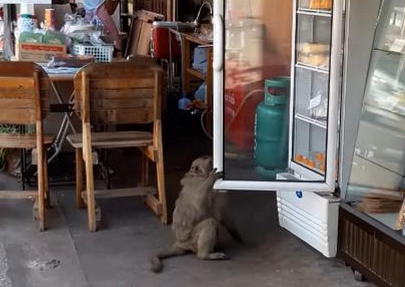 Majmun opušteno odšetao s ukradenim mlijekom