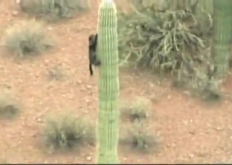 Mačka provela tri dana na kaktusu