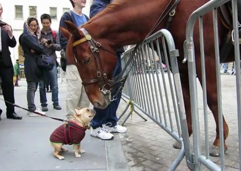 Pogledajte nježan prijateljski trenutak buldoga i konja