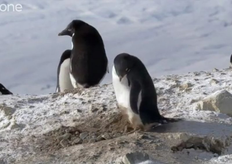 Pogledajte podmuklog pingvina kako krade