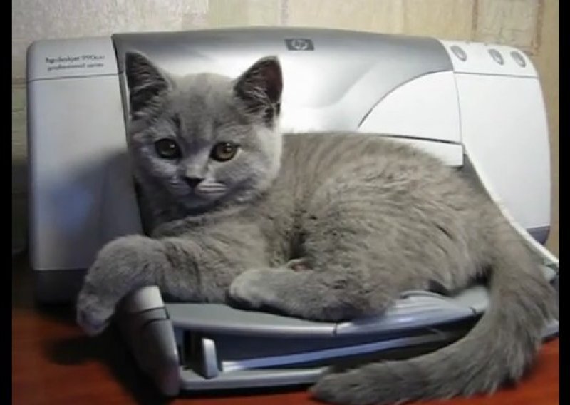 Printer izbezumio mačku u uredu