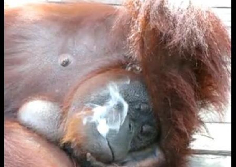 Nema više pušenja za orangutanicu Shirley