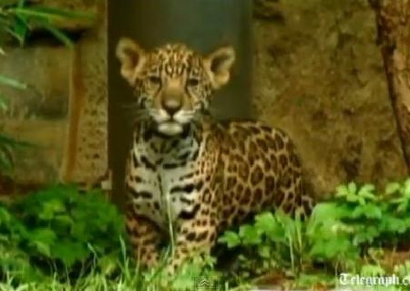 U philadelphijskom ZOO-u predstavljen mali jaguar