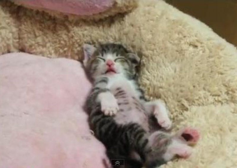 Pogledajte mačića kako se proteže poslije spavanja