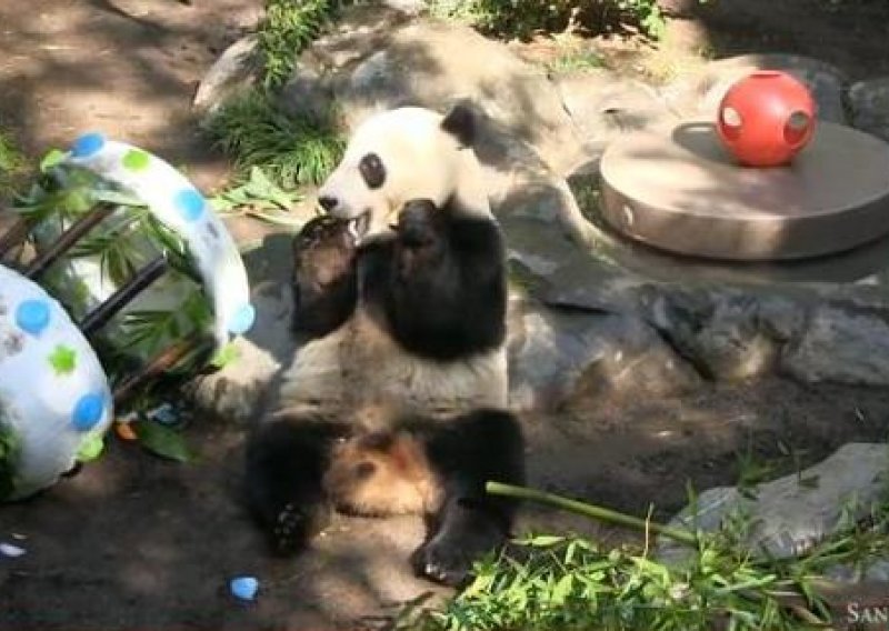 Panda navalila na rođendansku tortu