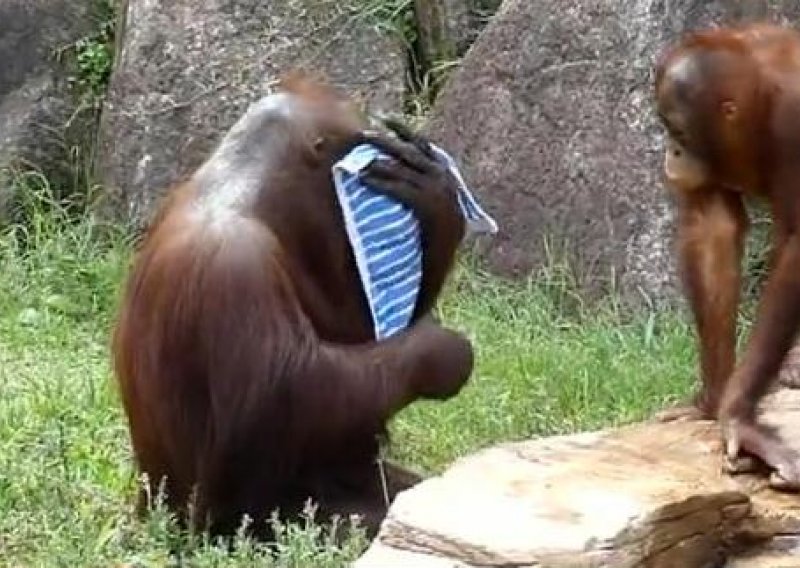 Kako se orangutani bore protiv vrućina?