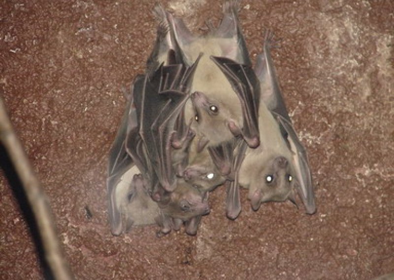 Medvednica to mark European Bat Night on 27 Aug.