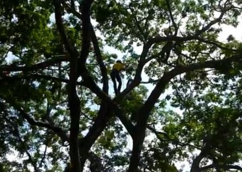 Novozelanđani su svjetski prvaci u penjanju po drveću