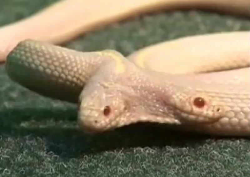 Dvoglava zmija je zvijezda ukrajinskog zoološkog vrta
