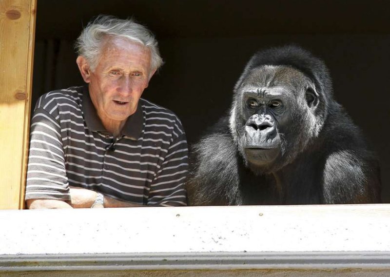 Francuski par živi s odraslom gorilom