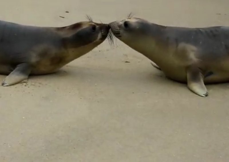 Dvoje tuljana poljubilo se prije puštanja na slobodu