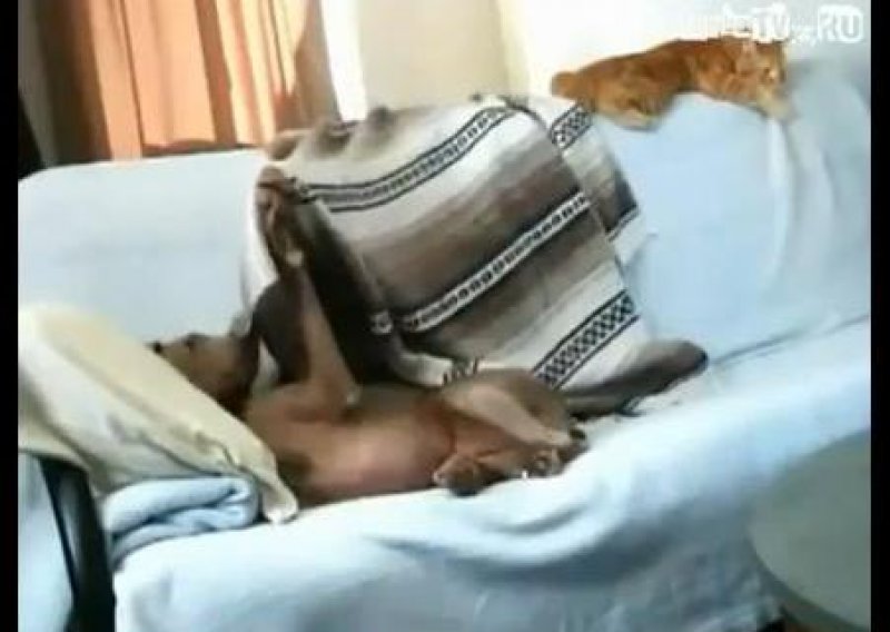 Pogledajte kako pas mački krade pokrivač