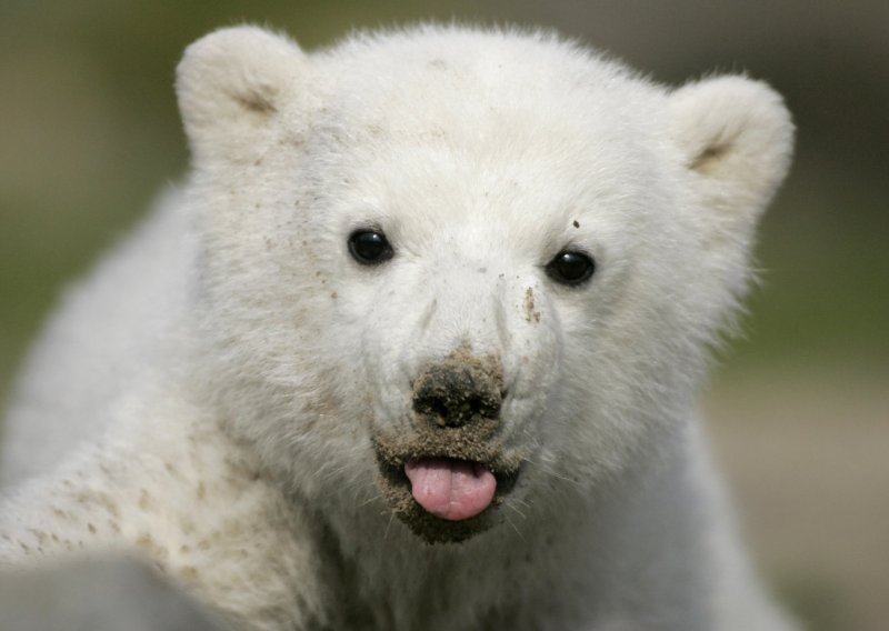 Uginuo je Knut, berlinski polarni medvjed