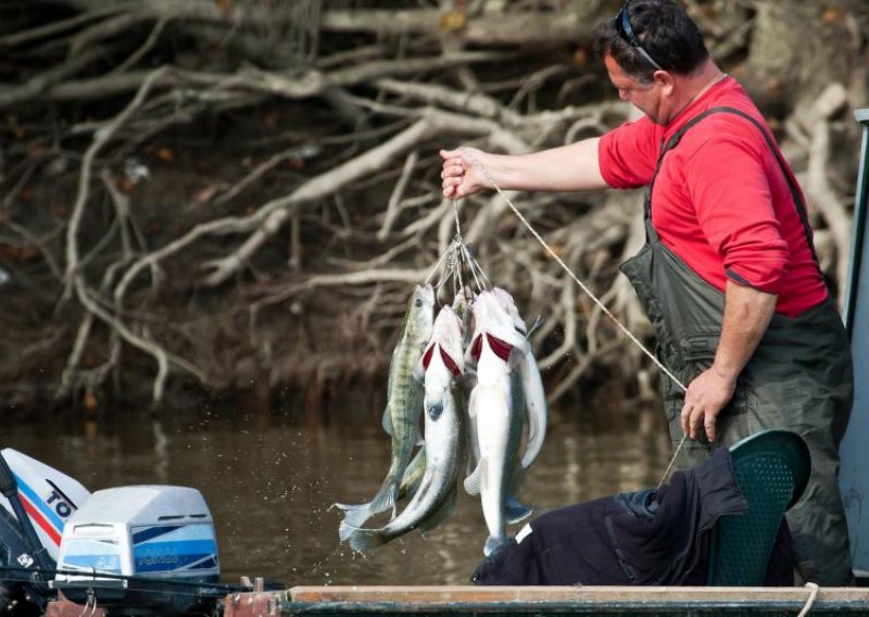 Na Dunavu treba više kontrole izlova ribe