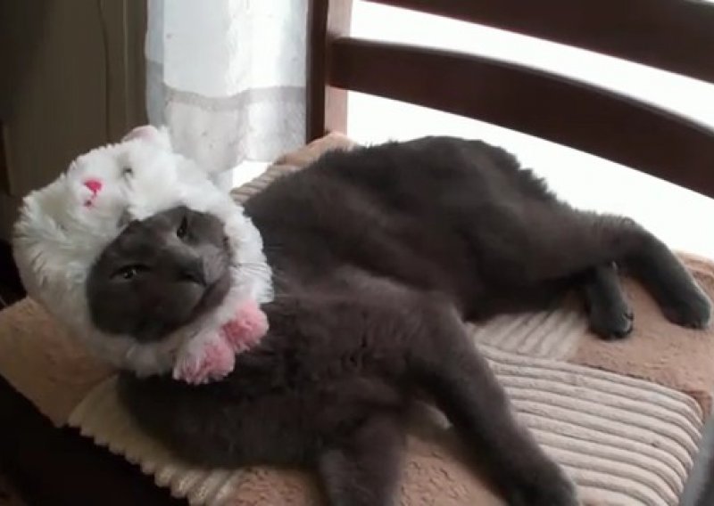 Mačka Mimi s lakoćom navlači zimsku kapicu