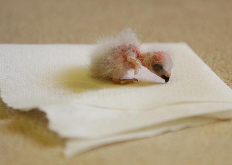 Pogledajte hranjenje novorođene papigice