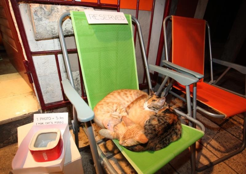 Zadarske mačke kao dio turističke ponude