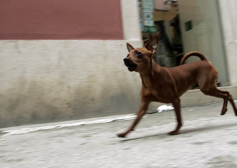 Dvogodišnjakinja pala preko pseće uzice i ozlijedila glavu