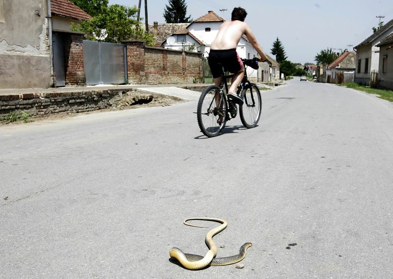 Vrućina izmamila i zmije na sunčanje