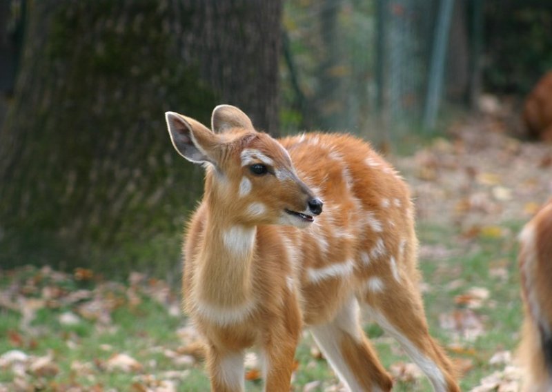 Pogledajte preslatke prinove zagrebačkog ZOO-a