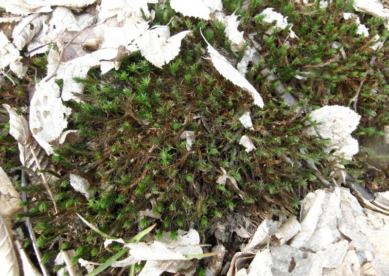 Mahovina