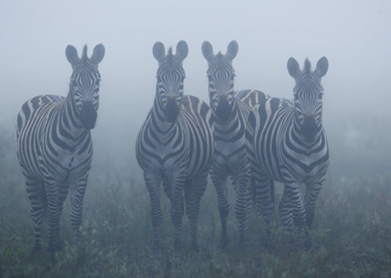 Britanac lansirao pizzu od zebre