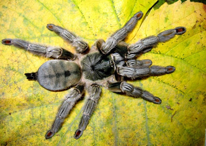 Otvara se izložba živih paukova i škorpiona