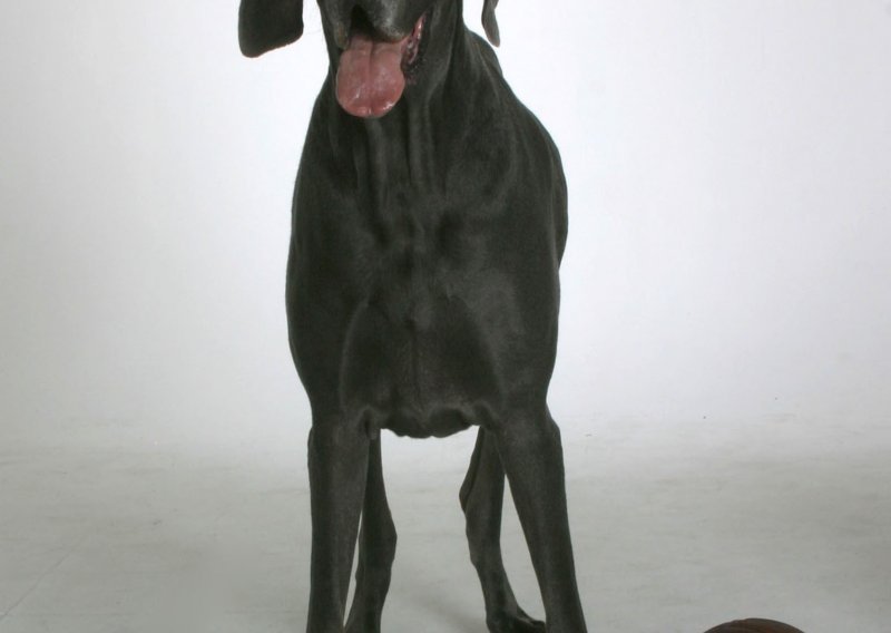 Veliki George najviši je pas na svijetu