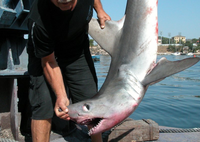 Kod Šibenika ulovljen morski pas od 60 kg