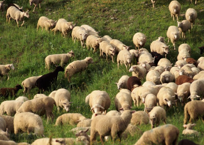 Manje janjetine, a više piva za spas planeta