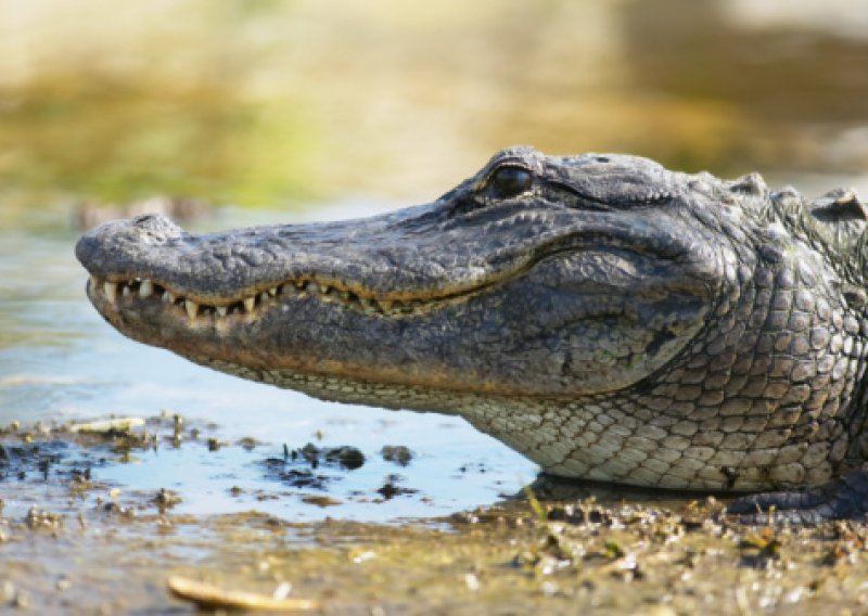 Pred kućnim vratima je dočekao aligator