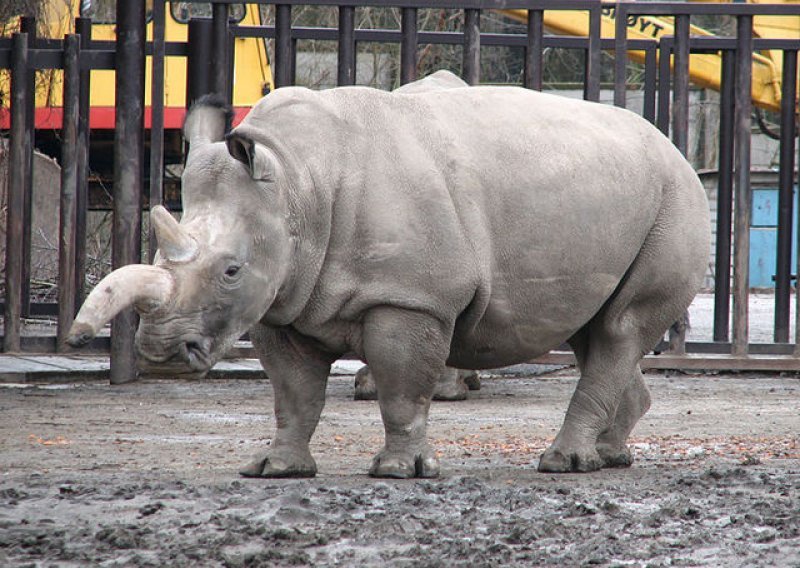 Nosorog slomio rešetke i utekao iz ZOO-a