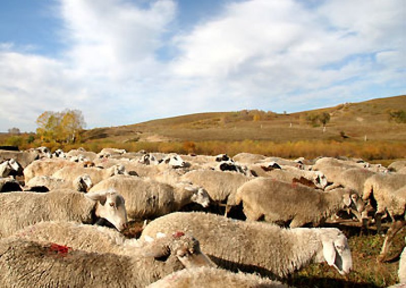 Pet ovaca odletjelo u zrak