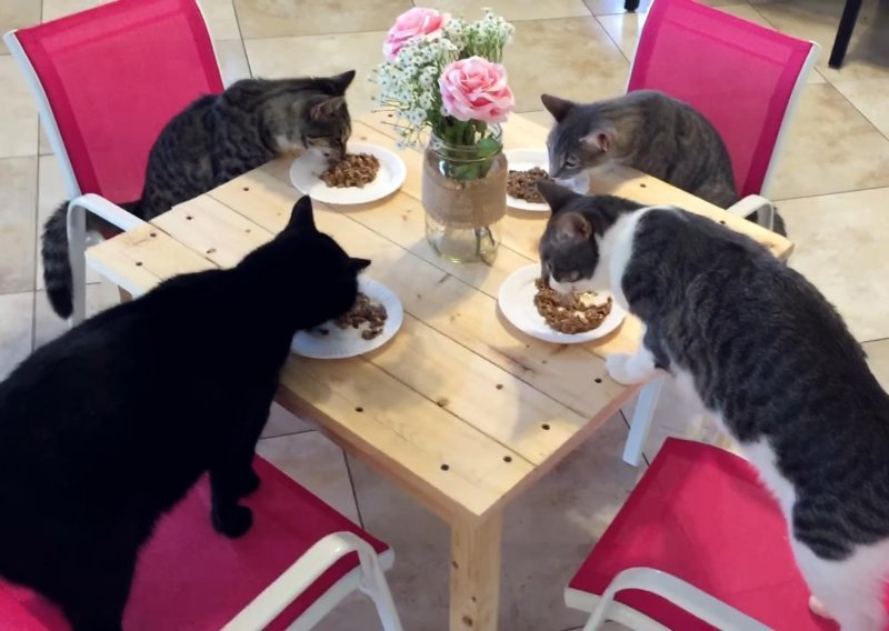 Tko kaže da mačke ne mogu imati civilizirani zajednički obrok?