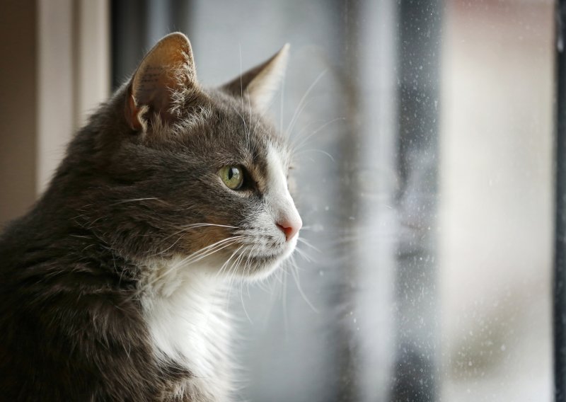 Otvoreni prozori mogu biti opasni za mačku
