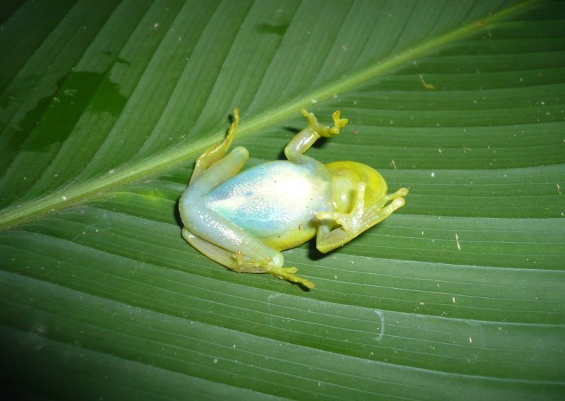 Znanstvenici slučajno pronašli prvu fluorescentnu žabu na svijetu