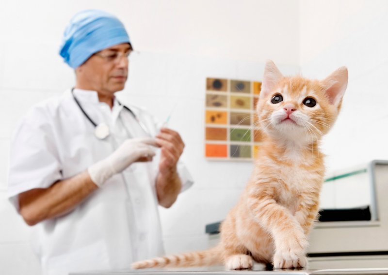 Kad biste mačku trebali odvesti veterinaru