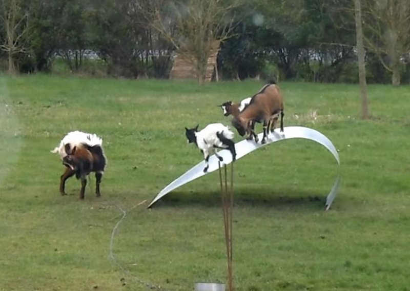 Treniraju li ove koze penjanje ili se samo dobro zabavljaju?