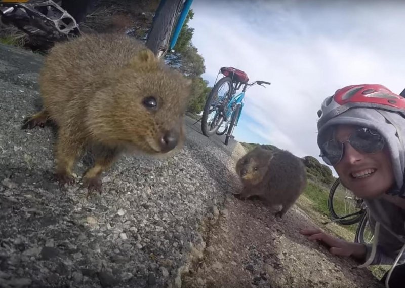 Jeste li ikad vidjeli išta slađe od para quokka?