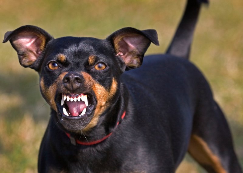 Jack Russell terijer nerijetko je podjednako žestok kao pit bull