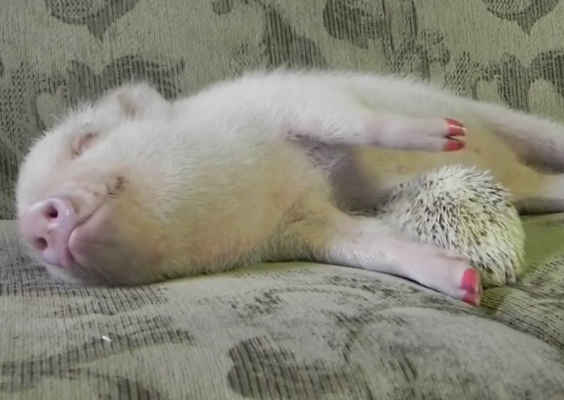[VIDEO] Nije pametno maziti se s ježom, ali patuljastoj svinji nije problem