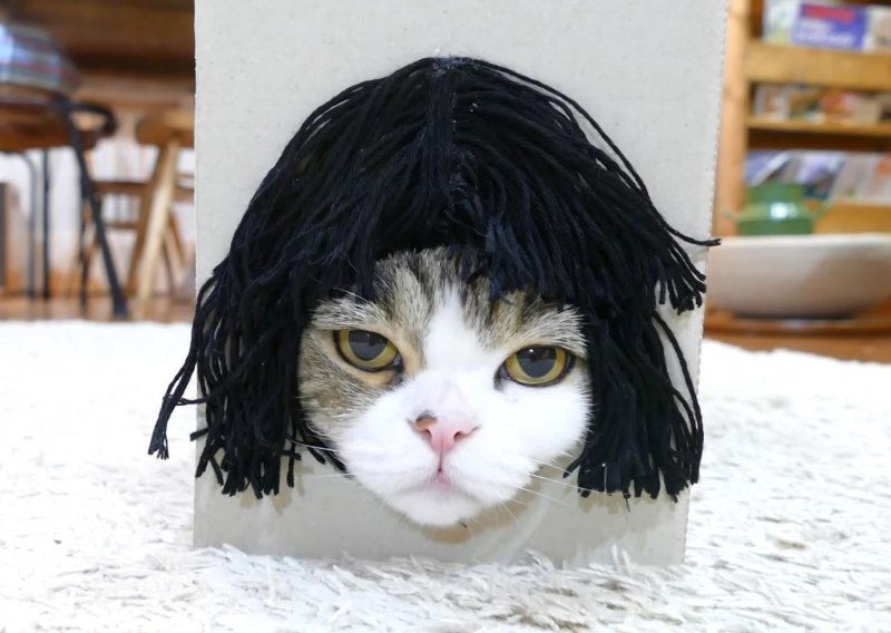Mačak Maru spreman je za novu frizuru