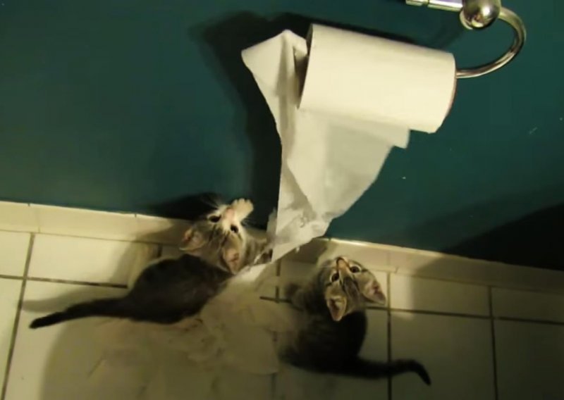Volite životinje? I one vole – vaš toaletni papir!