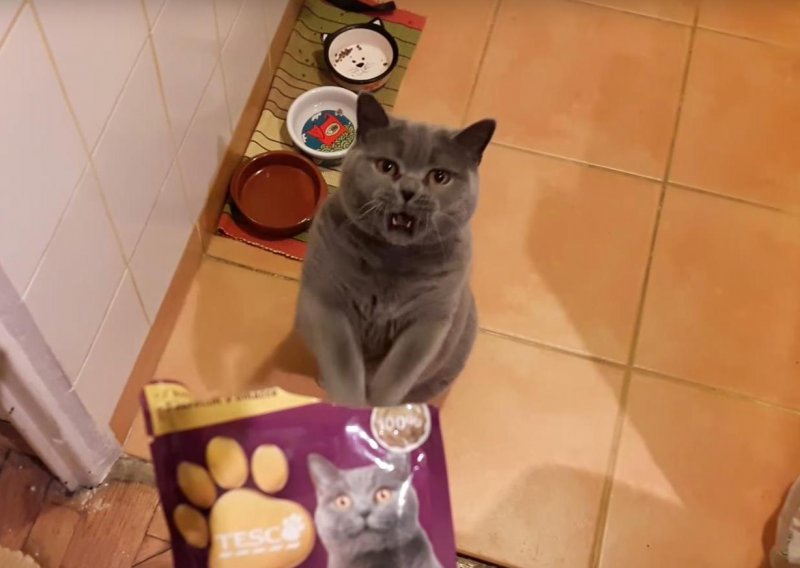 Ova mačka nije pretjerano izbirljiva kad je gladna