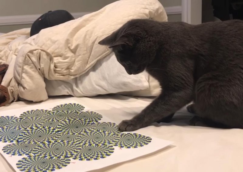 Mačak uživa u optičkim iluzijama baš kao i ljudi