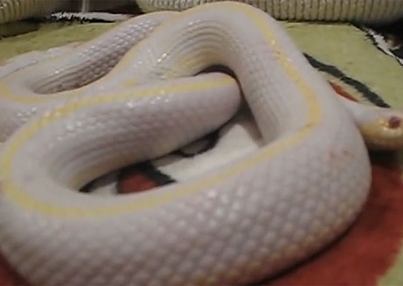 Kanare preplavile albino zmije